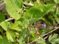 Pulmonaria obscura Tveta reningsverk, Mörbylånga, Öland, Sweden 20170525_0320