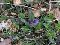 Pulmonaria officinalis Lyckås, Ystad, Skåne, Sweden 20150402_0121