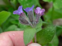 Pulmonaria officinalis Smedstorp, Tomelilla, Skåne, Sweden 20190518_0040