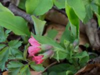 Pulmonaria rubra Långstorp, Höör, Skåne, Sweden 20170405_0232