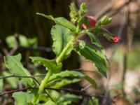 Pulmonaria rubra Långstorp, Höör, Skåne, Sweden 20170405_0237