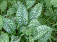 Pulmonaria saccharata Borgarparken, Lund, Skåne, Sweden 20180517_0025