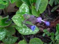 Pulmonaria saccharata Klagshamnsvägen, Bunkeflostrand, Malmö, Skåne, Sweden 20200412_0046