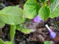 Pulmonaria saccharata Klagshamnsvägen, Bunkeflostrand, Malmö, Skåne, Sweden 20200412_0048