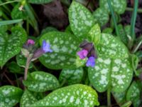 Pulmonaria saccharata Klagshamnsvägen, Bunkeflostrand, Malmö, Skåne, Sweden 20200412_0049