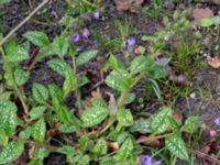 Pulmonaria saccharata Klagshamnsvägen, Bunkeflostrand, Malmö, Skåne, Sweden 20200412_0051