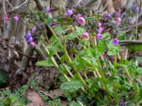 Pulmonaria saccharata Klagshamnsvägen, Bunkeflostrand, Malmö, Skåne, Sweden 20200412_0055