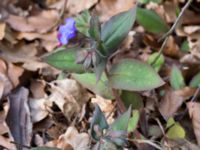 Pulmonaria saccharata Långstorp, Höör, Skåne, Sweden 20170405_0238