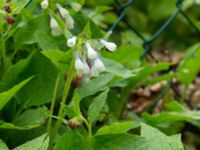 Symphytum × hidcotense Ludvigsborg, Hörby, Skåne, Sweden 20190501_0014