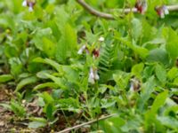 Symphytum grandiflorum Ludvigsborg, Hörby, Skåne, Sweden 20190501_0002