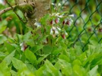 Symphytum grandiflorum Ludvigsborg, Hörby, Skåne, Sweden 20190501_0004