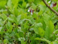 Symphytum grandiflorum Ludvigsborg, Hörby, Skåne, Sweden 20190501_0006