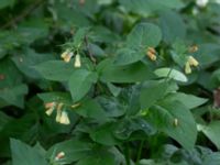 Symphytum tuberosum Vipeholm, Lund, Skåne, Sweden 20160528_0008