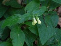 Symphytum tuberosum Vipeholm, Lund, Skåne, Sweden 20160528_0011