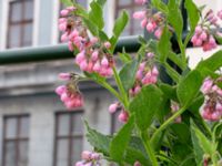 Symphytum x uplandicum Centralbron, Malmö, Skåne, Sweden 20190526_0025