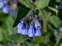 Symphytum x uplandicum Husie mosse, Malmö, Skåne, Sweden 20190531_0113