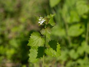 Alliaria petiolata - Garlic Mustard - Löktrav