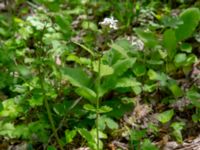Alliaria petiolata Ananuri, Mtskheta-Mtianeti, Georgia 20180426_3299