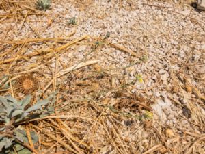 Alyssoides utriculata - Greek Bladderpod