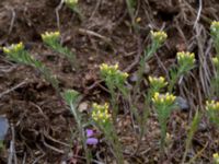 Alyssum alyssoides Käglinge hästbacke, Malmö, Skåne, Sweden 20190503_0038