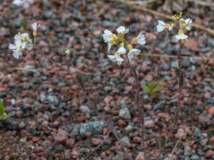 Arabidopsis arenosa - Sand Rock-cress - Sandtrav