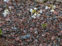 Cardaminopsis arenosa Abisko turiststation, Kiruna, Torne lappmark, Lappland, Sweden 20150707_0887
