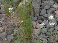 Arabidopsis suecica Götafors, Vaggeryd, Småland, Sweden 20190607_0622