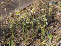 Arabidopsis suecica Horna, Kristianstad, Skåne, Sweden 20160505_0172