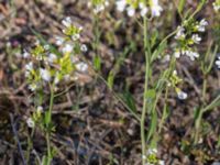 Arabidopsis suecica Horna, Kristianstad, Skåne, Sweden 20160505_0173