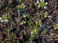 Arabidopsis suecica Horna, Kristianstad, Skåne, Sweden 20160505_0175