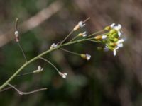 Arabidopsis suecica Lyngsjö hed, Kristianstad, Skåne, Sweden 20160508_0071