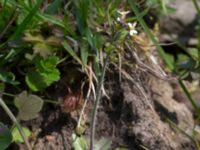 Arabidopsis thaliana Dämmekull, Södra Mellby, Simrishamn, Skåne, Sweden 20170506_0133