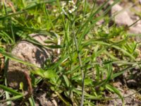 Arabidopsis thaliana Dämmekull, Södra Mellby, Simrishamn, Skåne, Sweden 20170506_0135