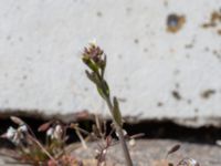 Arabidopsis thaliana Hamnen, Simrishamn, Skåne, Sweden 20190417_0078
