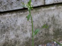 Arabidopsis thaliana Potatisåkern, Malmö, Skåne, Sweden 20160417_0003