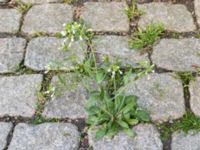 Arabidopsis thaliana Potatisåkern, Malmö, Skåne, Sweden 20190429_2