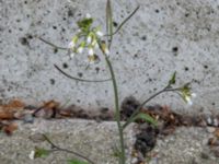 Arabidopsis thaliana Potatisåkern, Malmö, Skåne, Sweden 20210515_IMG_5967