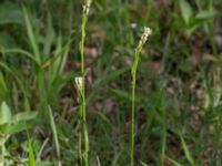 Arabis hirsuta Halltorps Hage, Borgholm, Öland, Sweden 20170525_0345