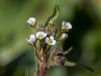 Arabis hirsuta var. hirsuta Byåsabacken, Ramsåsa, Tomelilla, Skåne, Sweden 20170506_0073