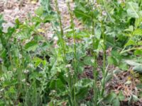 Arabis hirsuta var. hirsuta Tveta reningsverk, Mörbylånga, Öland, Sweden 20170525_0307