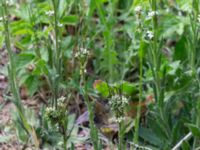 Arabis hirsuta var. hirsuta Tveta reningsverk, Mörbylånga, Öland, Sweden 20170525_0309