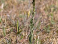 Arabis hirsuta var. hirsuta Vitemölla strövområde, Simrishamn, Skåne, Sweden 20160606_0183