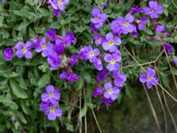 Aubrieta x cultorum Hasseldal, Stenshuvud, Simrishamn, Skåne Sweden 20190501_0076