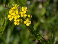 Barbarea stricta Simris strandäng, Simrishamn, Skåne, Sweden 20160606_0023