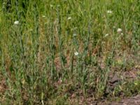 Berteroa incana Sege station, Burlöv, Skåne, Sweden 20160601_0017