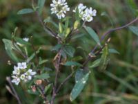 Berteroa incana Silvåkrakärret, Lund, Skåne, Sweden 20151031_0076