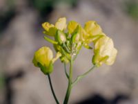 Brassica napus Ellagård, Revingefältet, Lund, Skåne, Sweden 20180914_0021