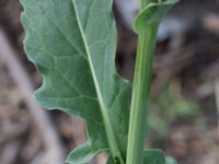 Brassica napus var. oleifera Jorddeponi Sliparebacken, Lund, Skåne, Sweden 20170714_0056