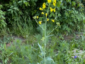 Brassica oleracea - Kål