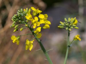 Brassica rapa - Field Mustard - Rova